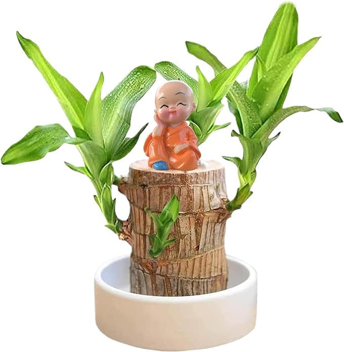 Packie™ Brazilian Lucky Wood