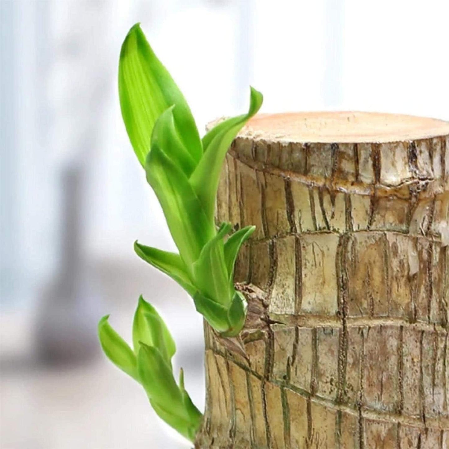 Packie™ Brazilian Lucky Wood